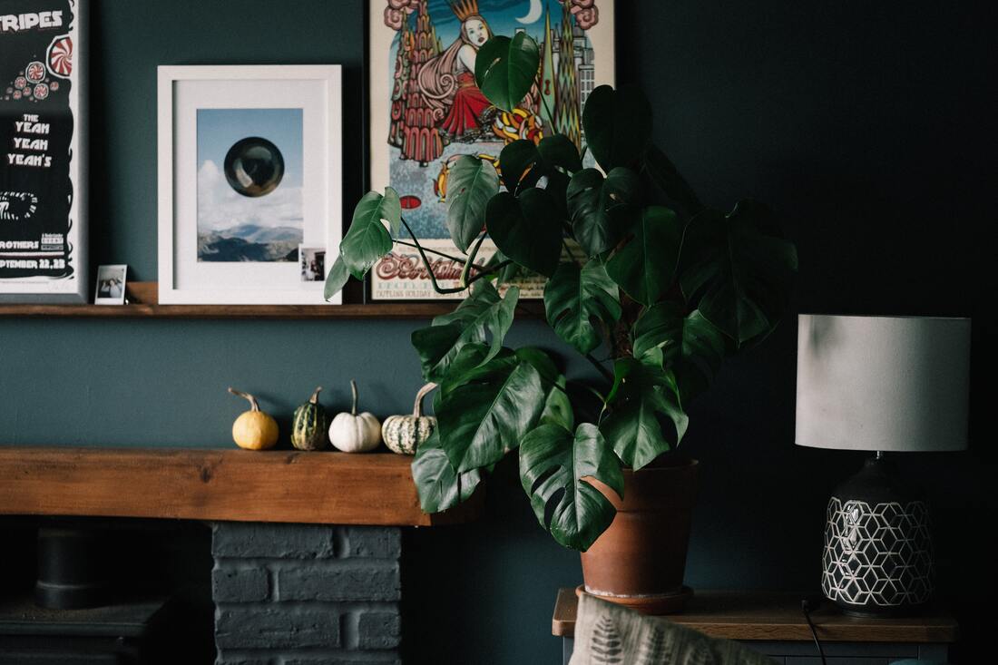 What you need to know about indoor plants and wood floors
